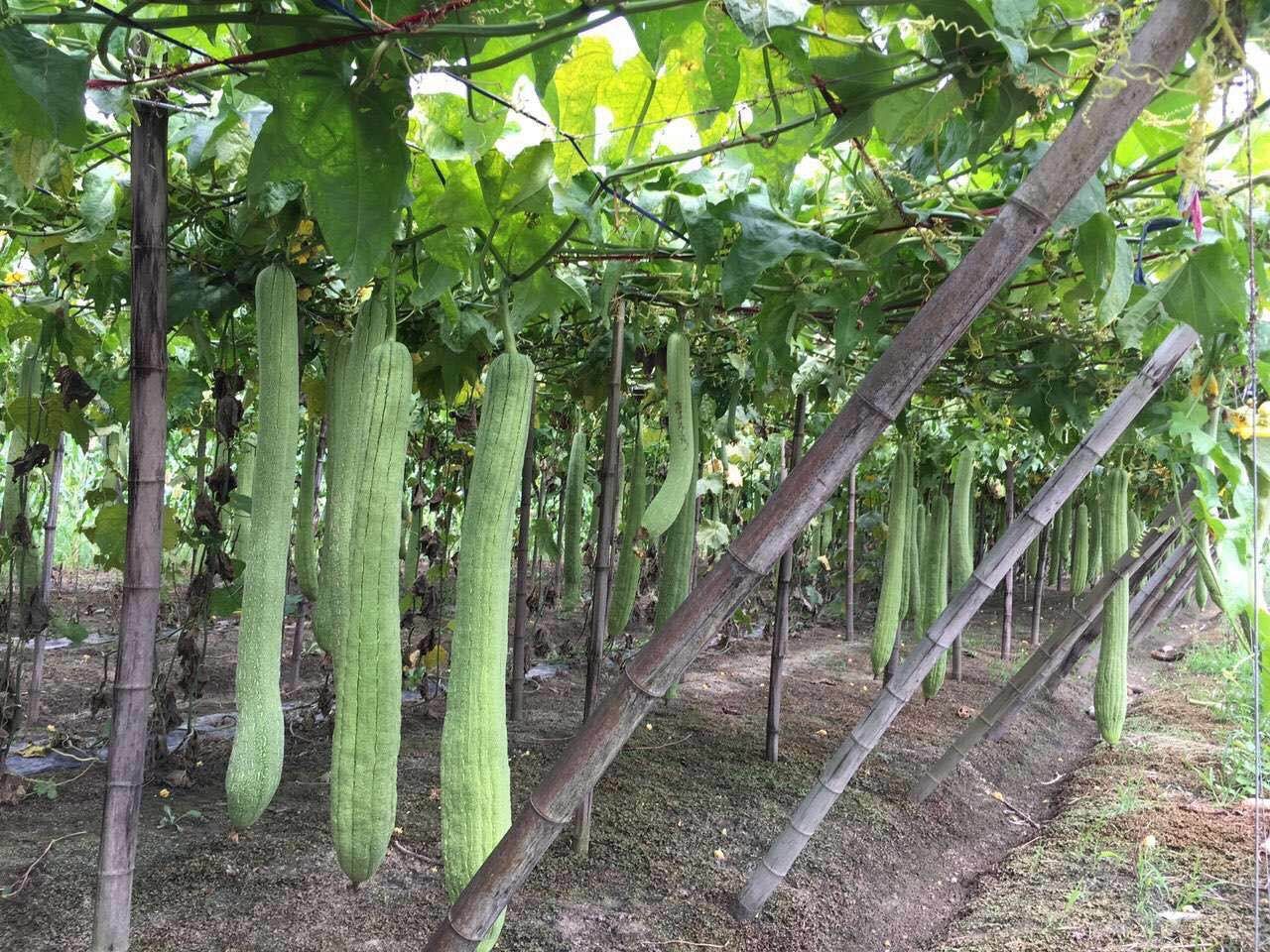 Esponja de Luffa